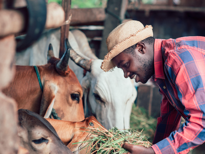 Agriculture Livestock and Livelihood Development
